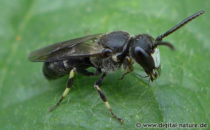 Maskenbiene Hylaeus confusus Männchen