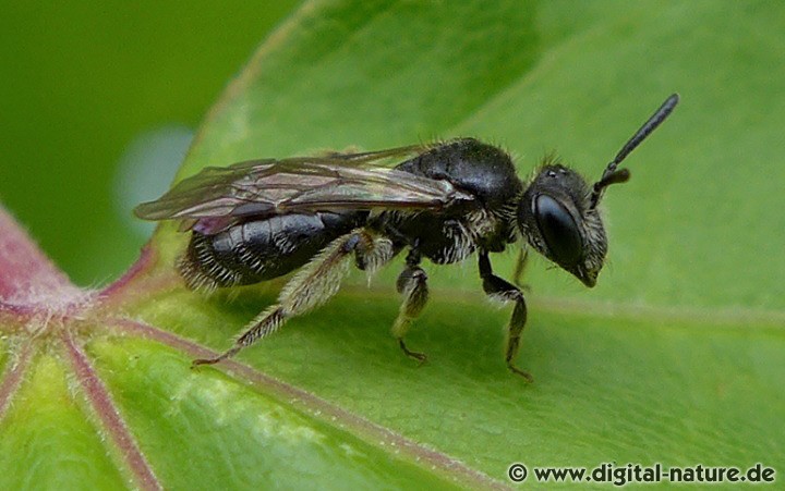 Arten der Andrena minutula Gruppe