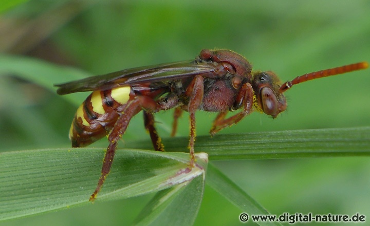 Wespenbiene Nomada cf. panzeri