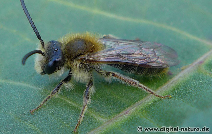 Rotschopfige Sandbiene Männchen