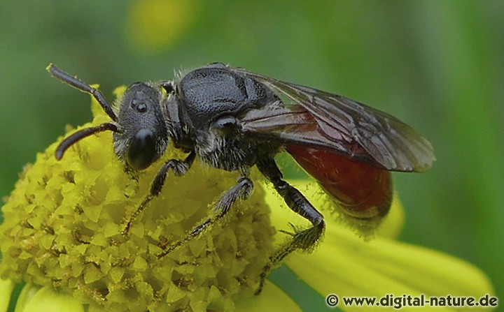 Arten der Gattung Sphecodes