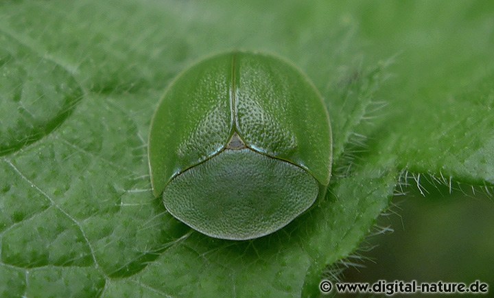 Grüner Schildkäfer Cassida viridis