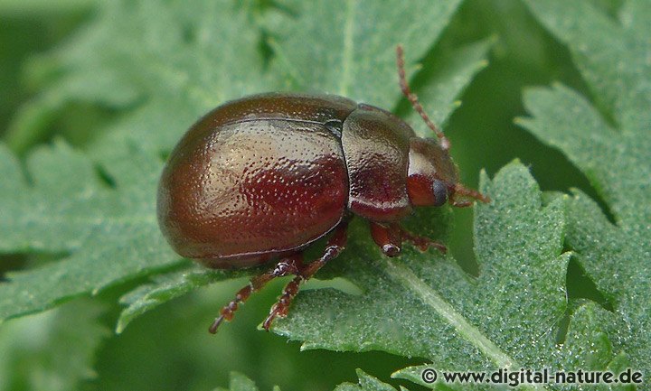 Rotbrauner Blattkäfer Chrysolina staphylaea