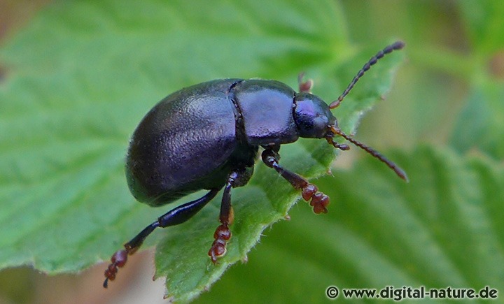 Violetter Gundermann-Blattkäfer (Chrysolina sturmi)