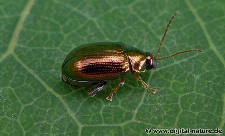 Goldener Erdfloh Crepidodera aurea