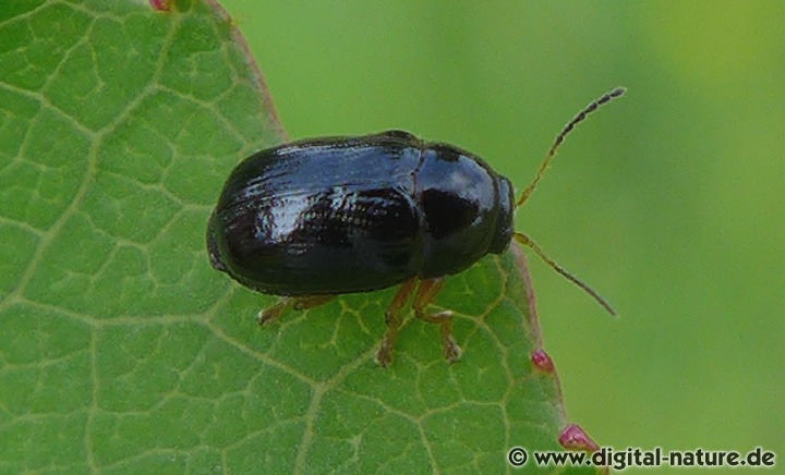 Cryptocephalus ocellatus Lebensräume