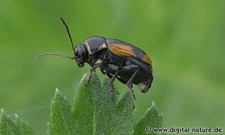 Querbindiger Fallkäfer Weibchen