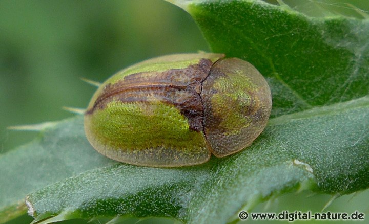 Cassida vibex: Lebensräume und Nahrungspflanzen