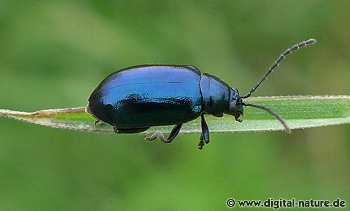 Blattkäfer Altica aenescens