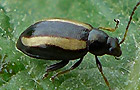 Phyllotreta nemorum