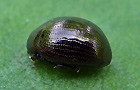 Sclerophaedon orbicularis