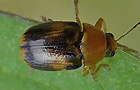 Cryptocephalus pusillus