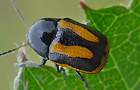 Cryptocephalus vittatus