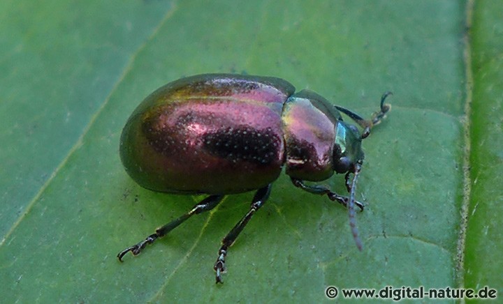 Erzglänzender Johanniskraut-Blattkäfer (Chrysolina brunsvicensis)