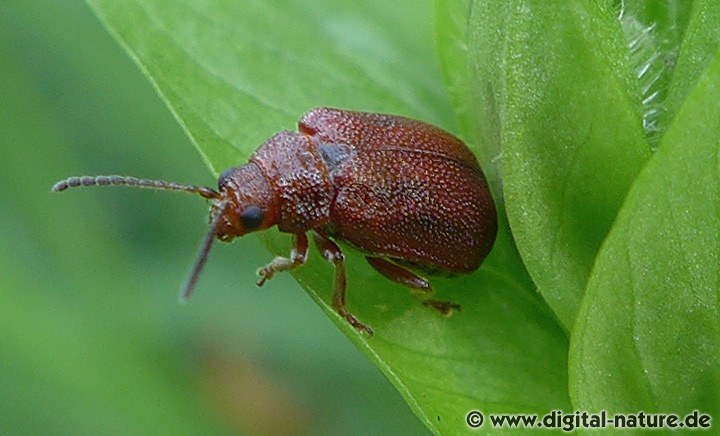 Weißdorn-Blattkäfer Lochmaea crataegi