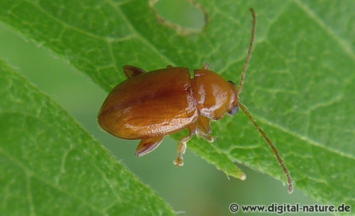 Rotbrauner Weizen-Erdfloh (Neocrepidodera cf. ferruginea)