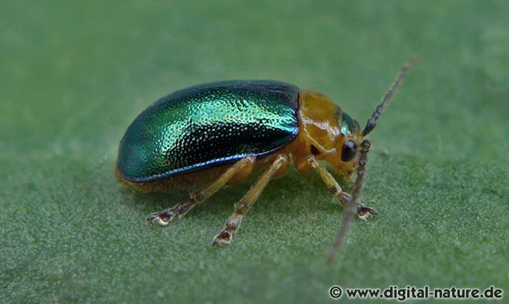 Hallescher Blattkäfer Sermylassa halensis