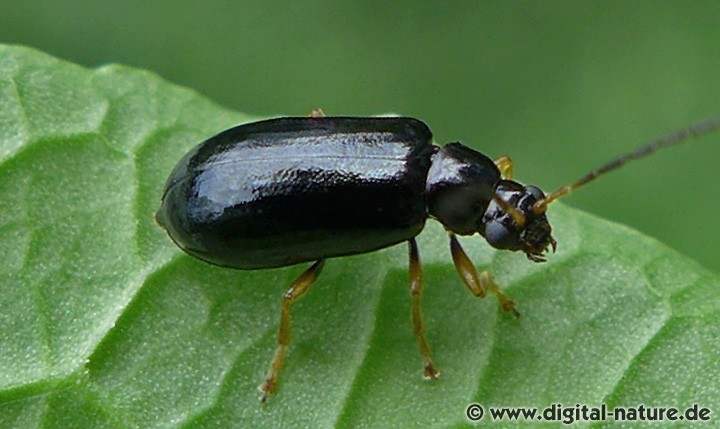 Blattkäfer Luperus longicornis