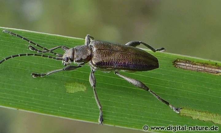 Donacia marginata Lebensräume