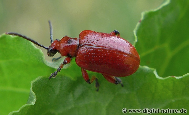 Maiglöckchenhähnchen Lebensräume