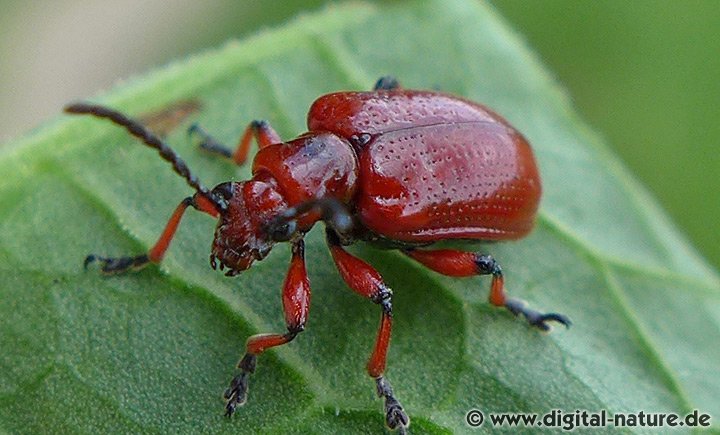 Lilioceris merdigera Merkmale