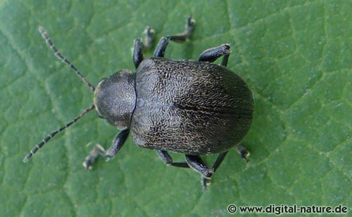 Blattfallkäfer Bromius obscurus