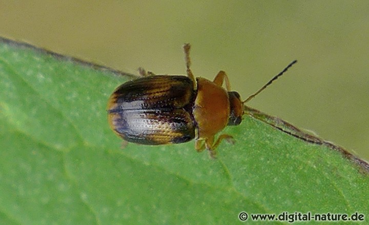 Kleiner Birken-Fallkäfer Cryptocephalus pusillus