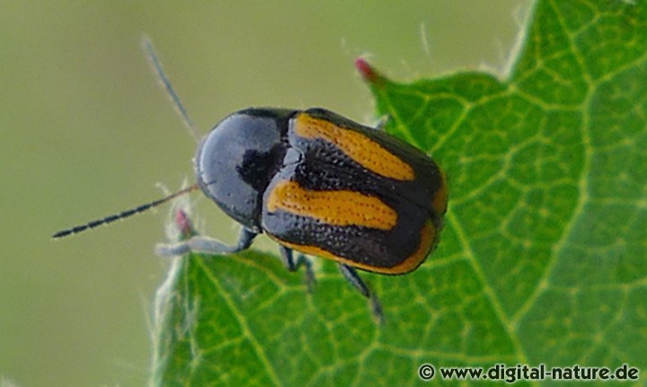 Cryptocephalus vittatus Lebensräume