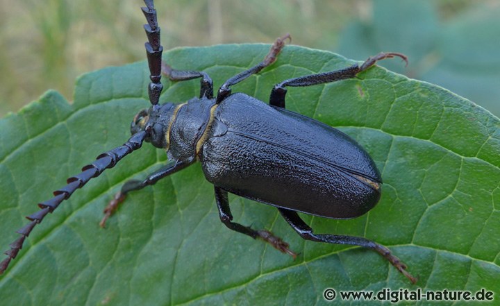 Sägebock Männchen Merkmale