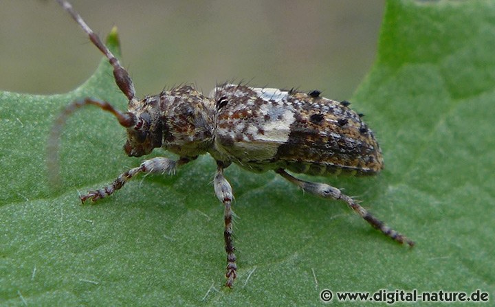 Kiefernzweigbock Pogonocherus fasciculatus