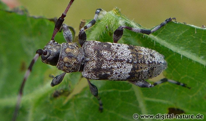 Acanthocinus griseus Männchen