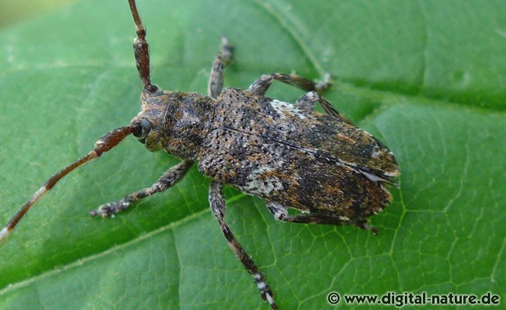 Augenfleckbock Mesosa nebulosa