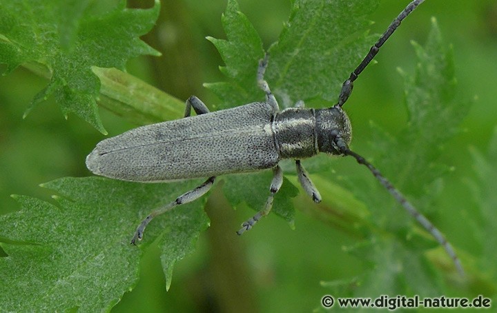 Schwarzgrauer Walzenhalsbock Phytoecia nigricornis