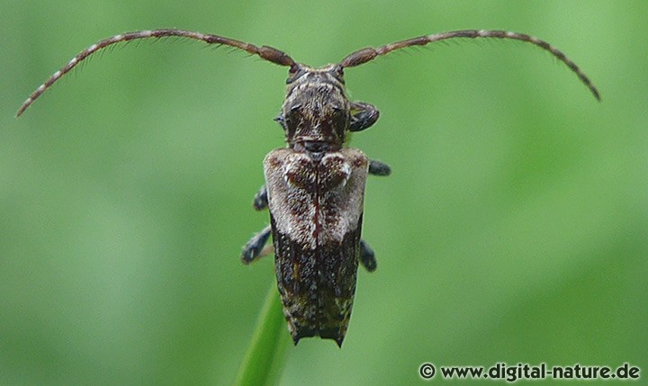 Dorniger Wimperbock Pogonocherus hispidus