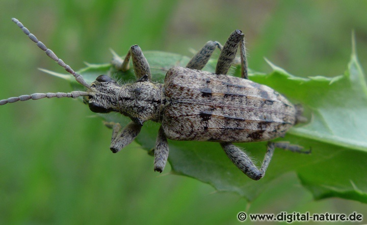 Schrotbock oder Kleiner Zangenbock Rhagium inquisitor