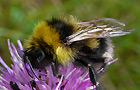 Bombus hortorum