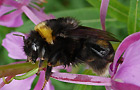 Bombus cf. terrestris