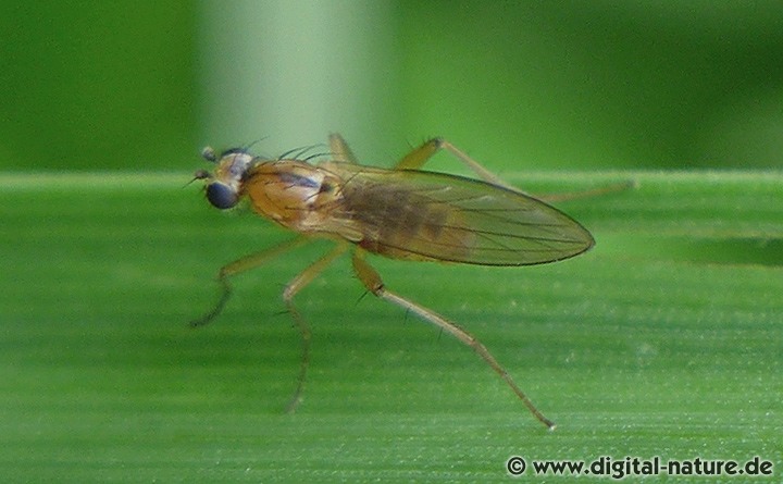 Lanzenfliege Lonchoptera lutea