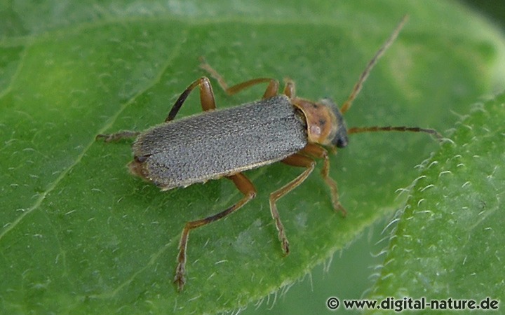 Gerandeter Weichkäfer Cantharis lateralis