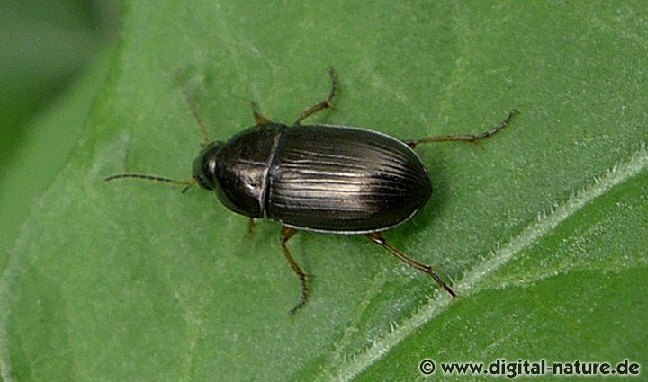 Gelbbeiniger Kanalkäfer Amara familiaris