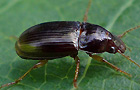 Amara bifrons