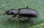 Badister dilatatus