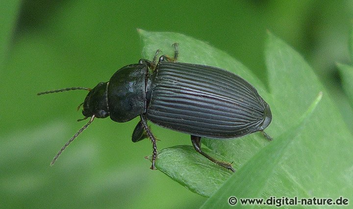 Zweifleckiger Schmuckläufer Anisodactylus binotatus