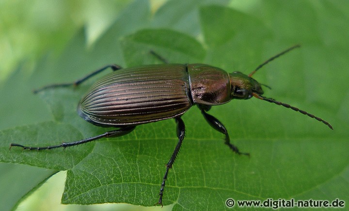 Kupferfarbener Buntgrabläufer Poecilus cupreus