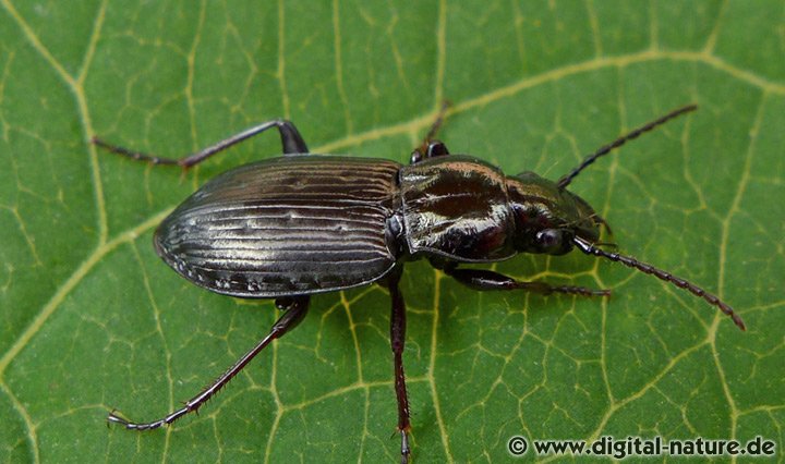 Echter Schulterläufer Pterostichus oblongopunctatus