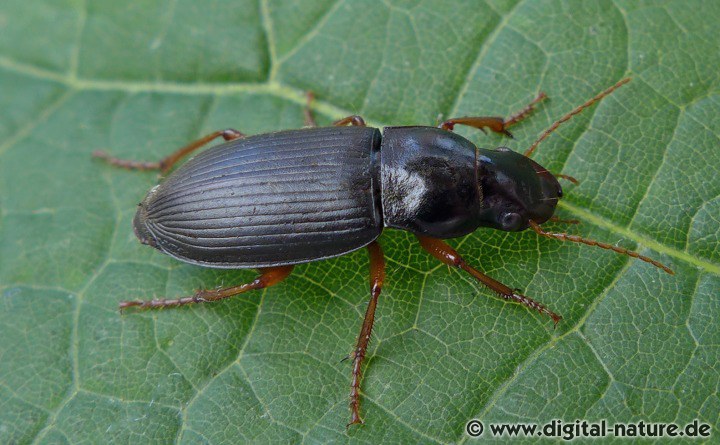 Behaarter Erdbeersamenlaufkäfer Pseudoophonus rufipes