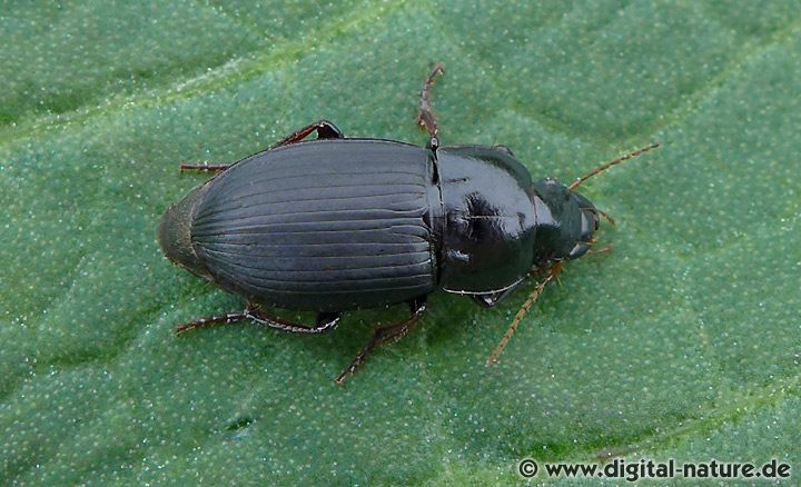 Dunkler Schnellläufer Harpalus tardus