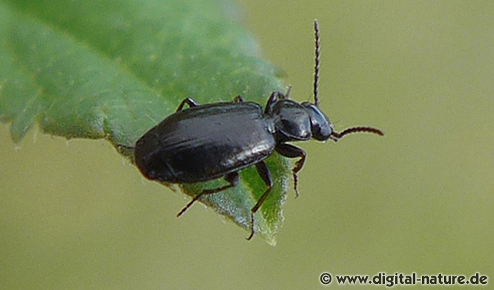 Gewöhnlicher Streuläufer Syntomus truncatellus