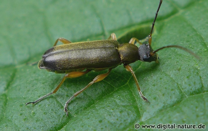 Eichen-Blütenbock Grammoptera ustulata