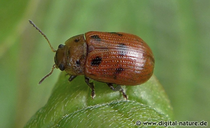 Fünfpunktiger Blattkäfer Gonioctena quinquepunctata